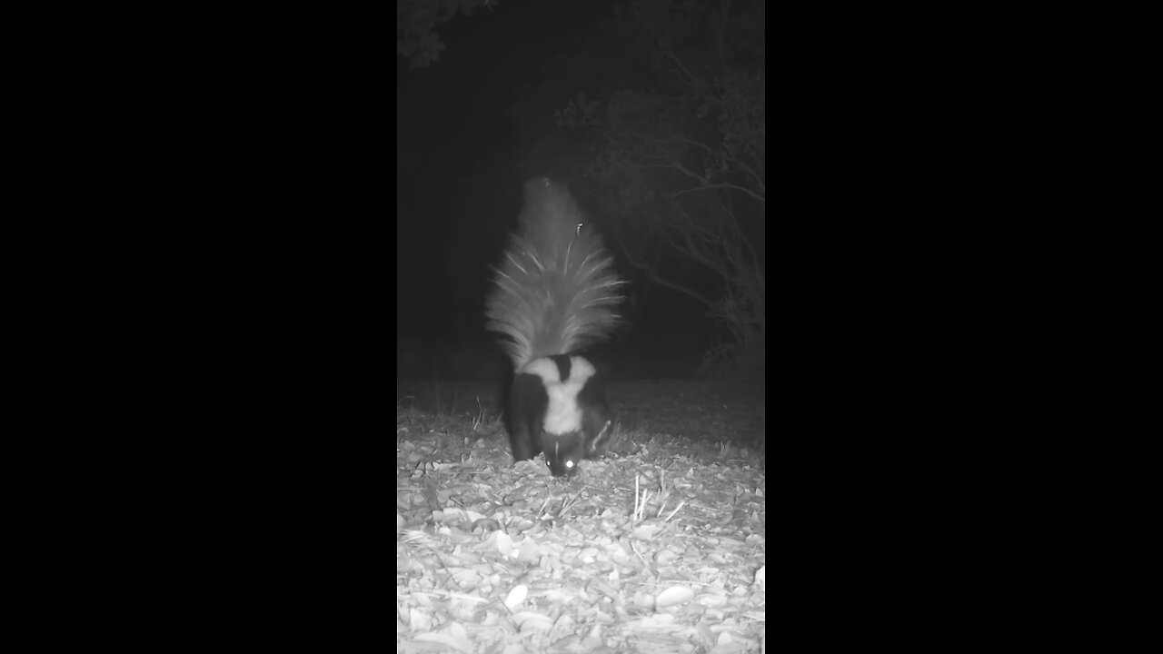 Striped Skunk 🦨 Midnight Marauder