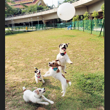 Jack Russells thrilled for epic balloon playtime