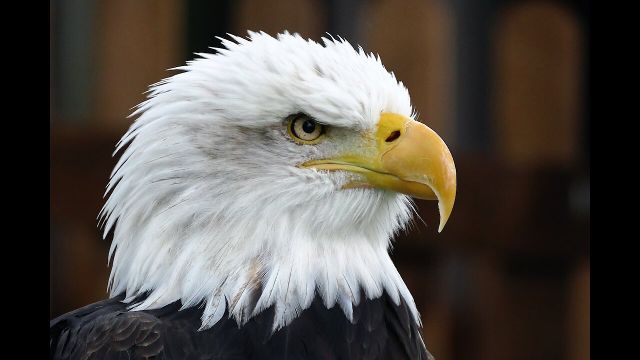 BALD EAGLE | Animals For Kids