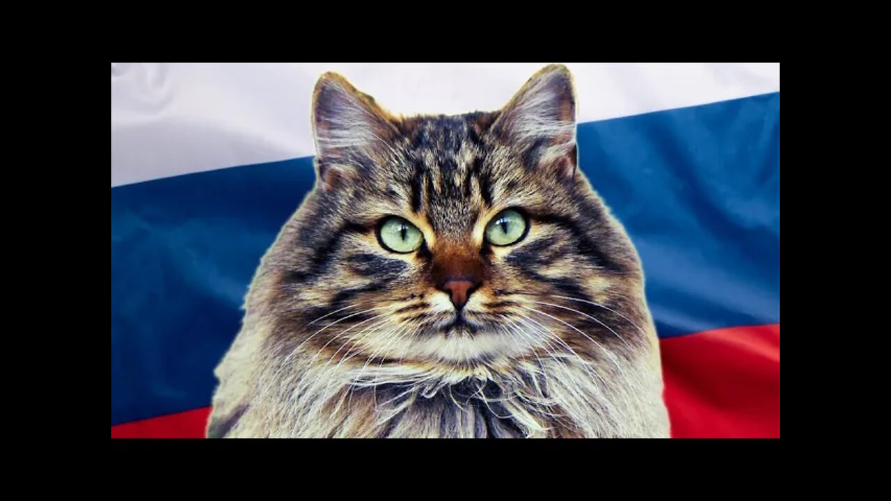 Russian Cats Get Cancelled