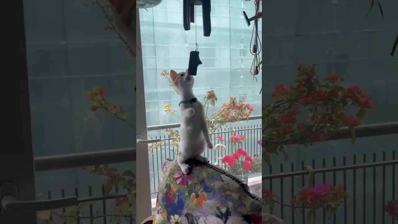 Look at his style😹 cute kitten