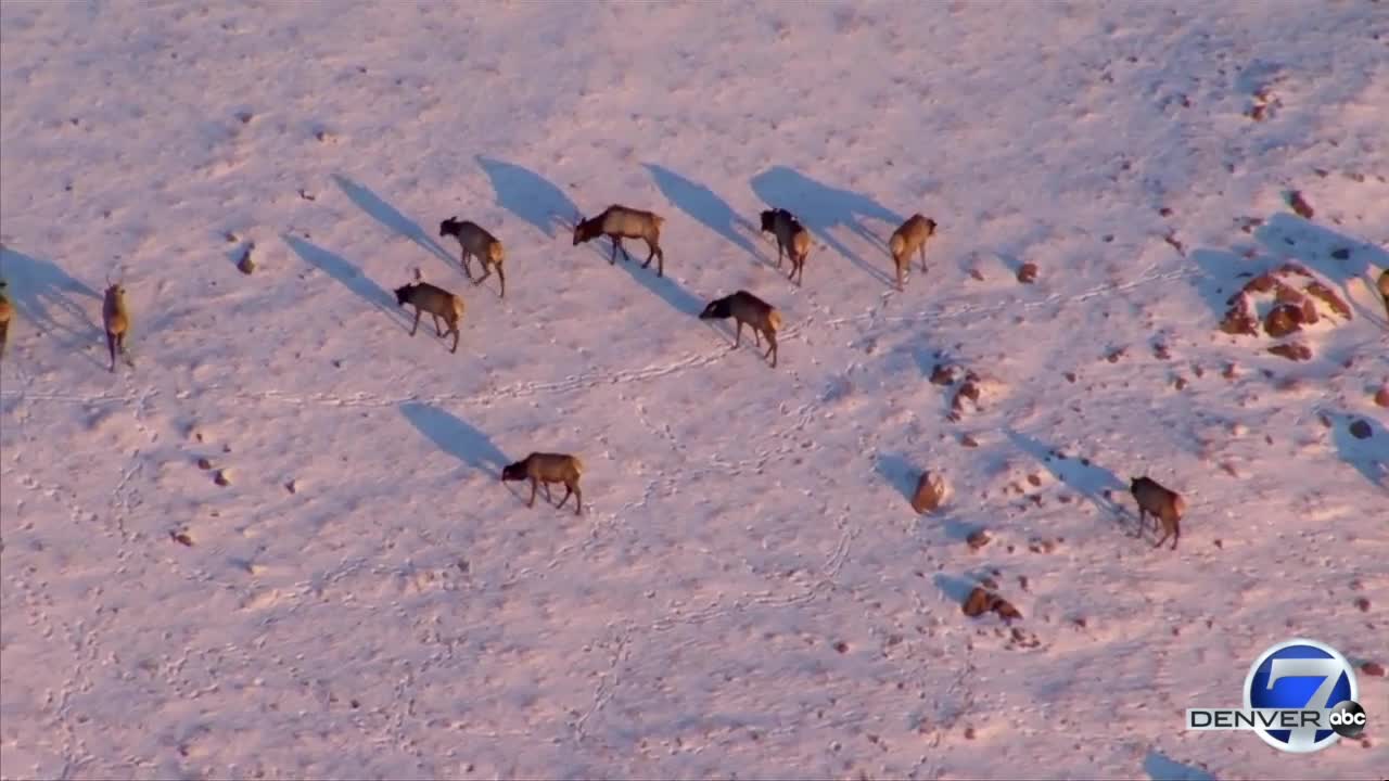 Elk herd enjoying breakfast Friday morning