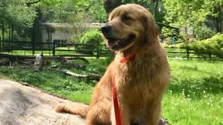 Cão de resgate adora relaxar a ver televisão