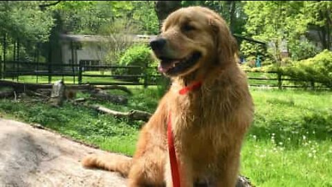 Cão de resgate adora relaxar a ver televisão