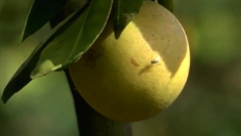 Citrus industry still recovering after Irma