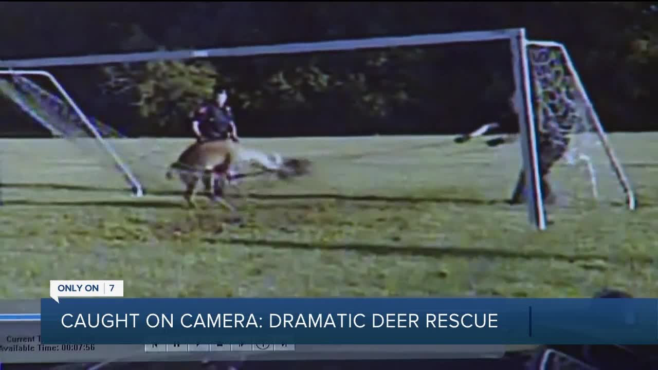 Police rescue trapped deer in Bingham Farms