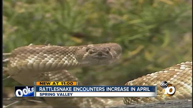 Rattlesnake encounters increase in April