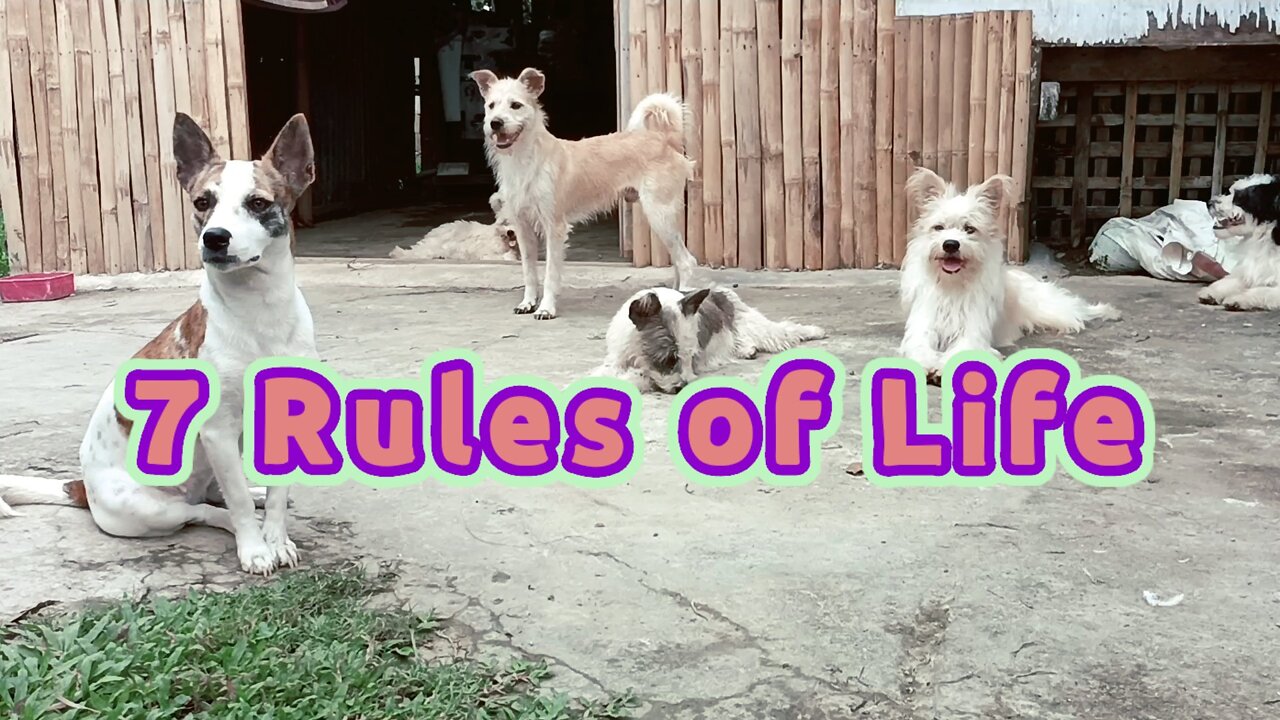 7 rules of life quotes (The Fluffy and Furry Pack)