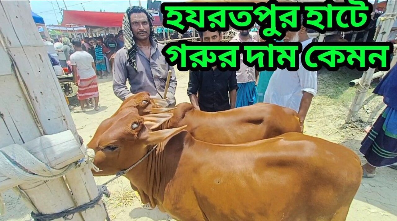 Buttefull Cow Hat And Cattle Price On Velag Farmar Bazar Only Day Hazratpur Dhaka