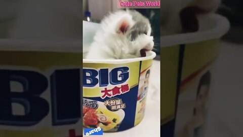 little kittens meowing and talking #funny #shorts #tiktok #trending #cat