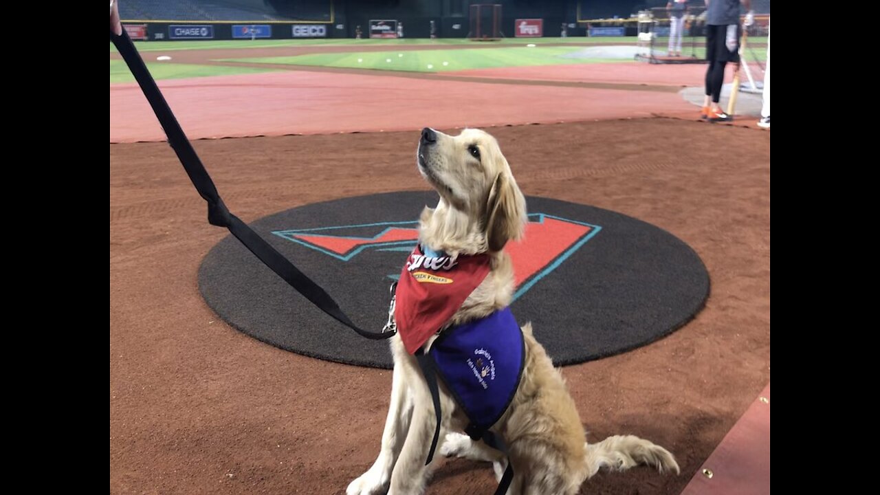 MEET BRENLY! D-backs therapy dog in training - ABC15 Digital