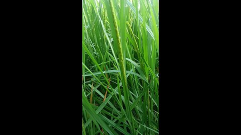 paddy Fields