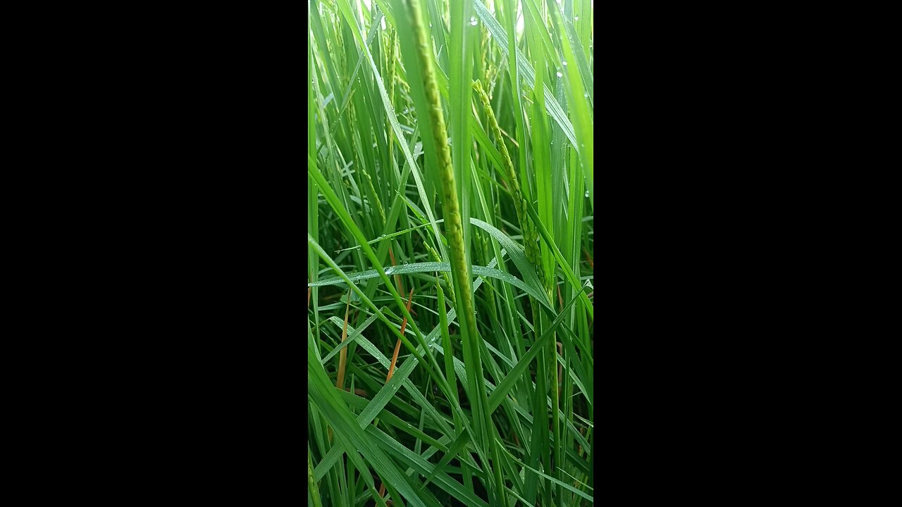 paddy Fields