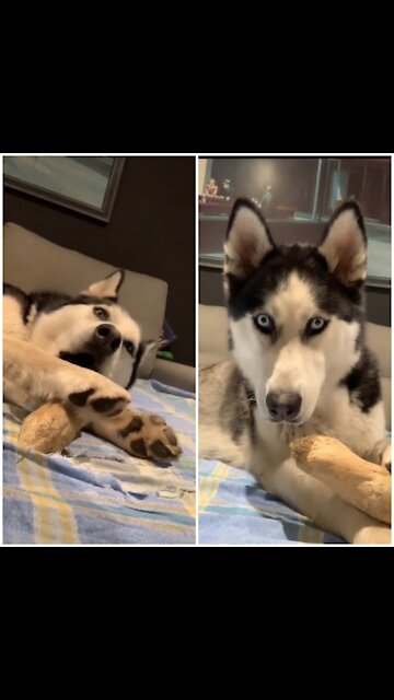 Hungry husky eating something hard