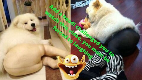 🤣 🤣 🤣rumbel.com's most fun pet videos ## and 17 pet parks🤣 🤣 🤣