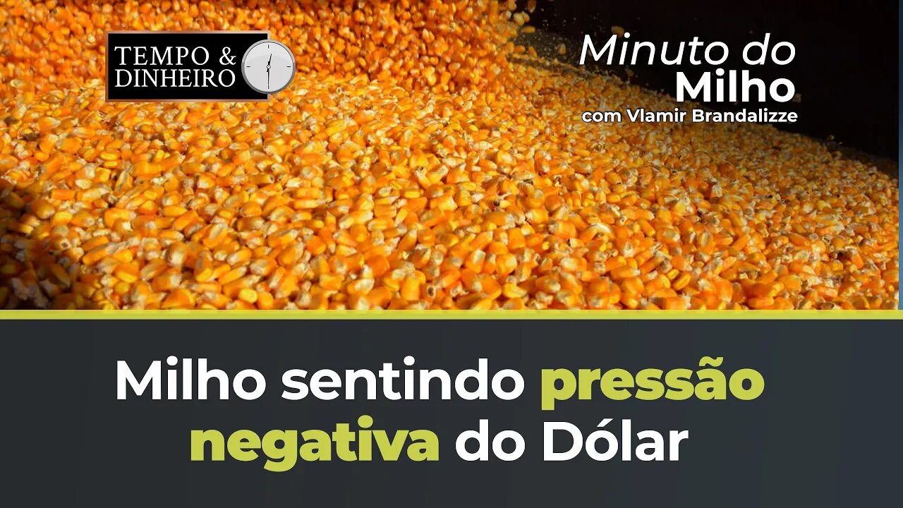 Milho sentindo pressão negativa do Dólar