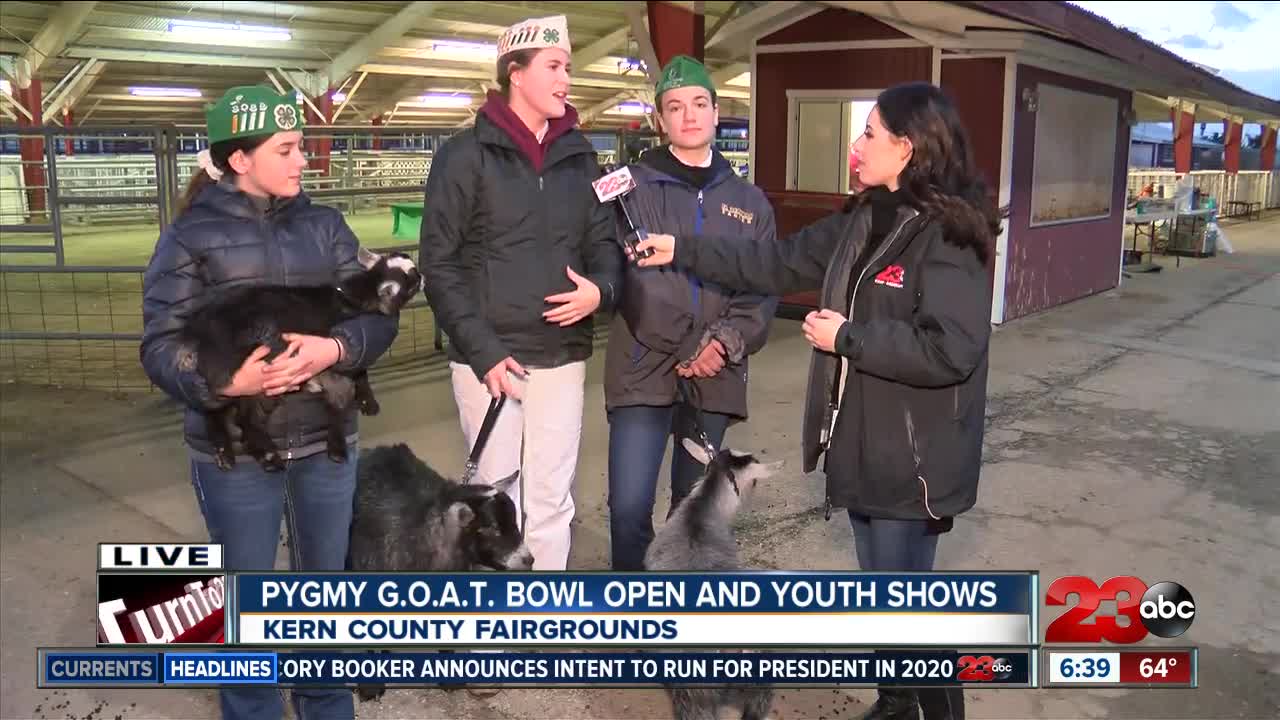 Pygmy G.O.A.T. Bowl Open and Youth Shows