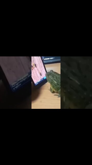 😂🤣 All fun & games till the frog attacks…..