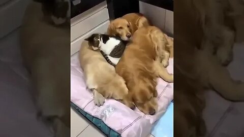 Cat sleeping with Dogs #petvideos #funnyvideo #pet