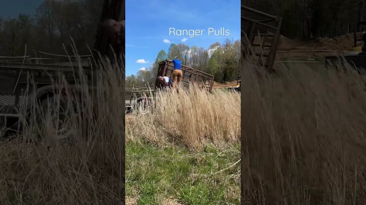 Unloading the Cattle Chute