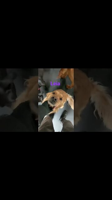 [Shorts 0027] LEIA [#dogs #doggos #doggies #puppies #dogdaycare]