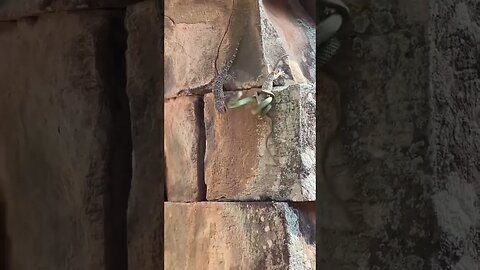 #snake vs lagartos 🦎🦎🦎