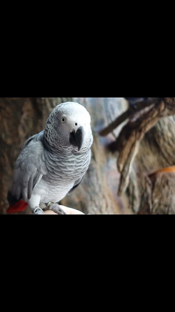 No one's at the door - this parrot just loves to knock!