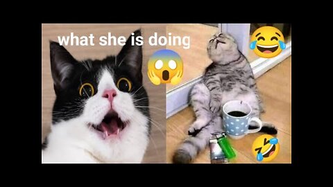 cat | funny cat videos 🐶🤣