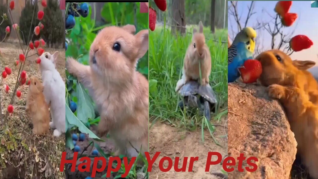 Funny Animals 2024 😂 Cute Cat And Dog Funny Videos 😸 Part 193