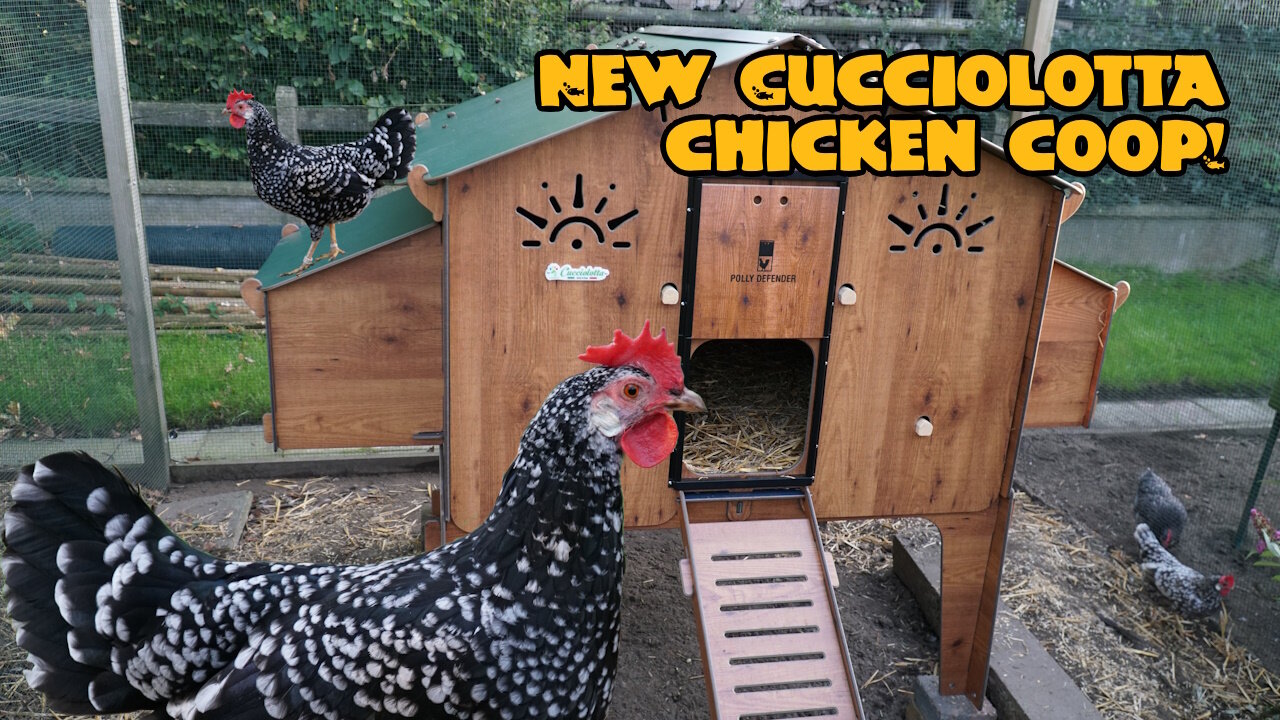 New Cucciolotta chicken coop