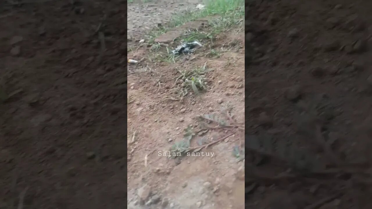 salam santuy #santuy #shorts