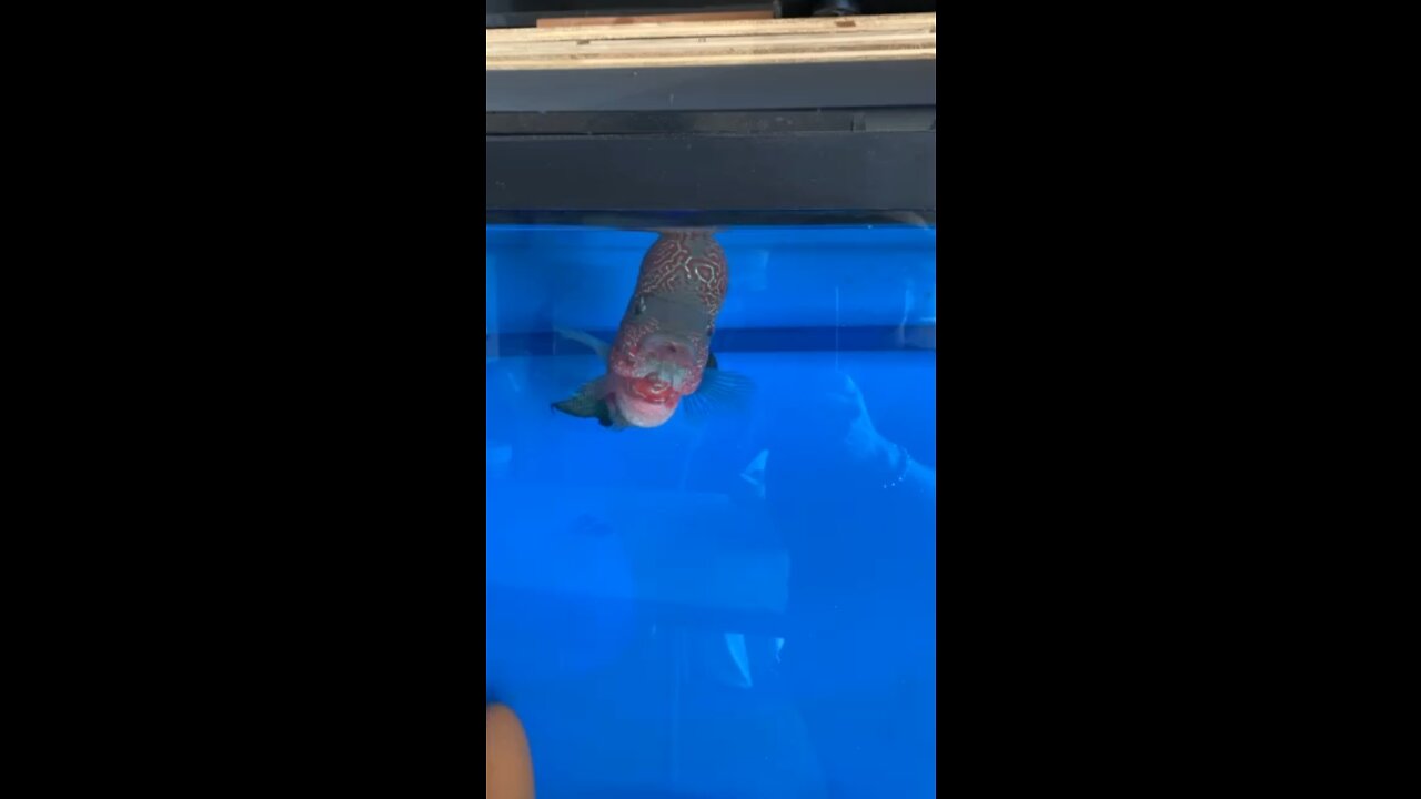 FUNNY LITTLE FISHY