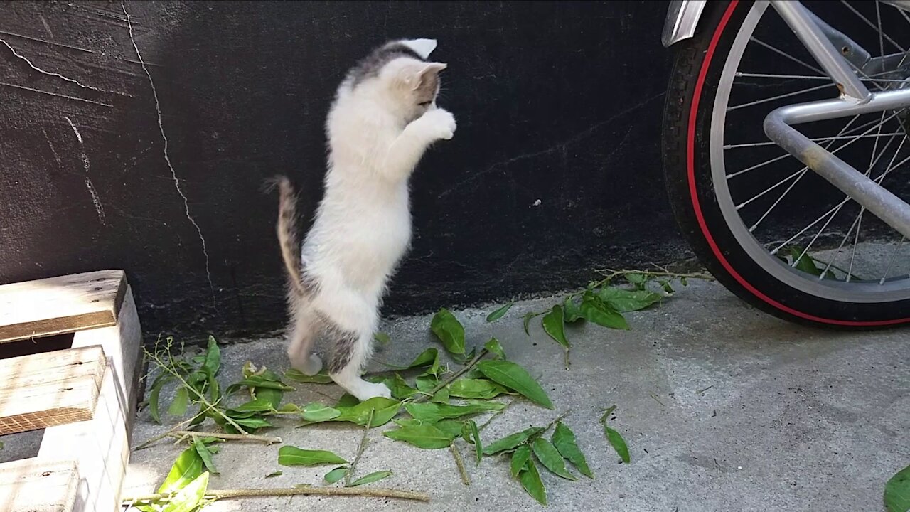 Tree leaf stealth, rubber riding new construction(35day old cat - part5)