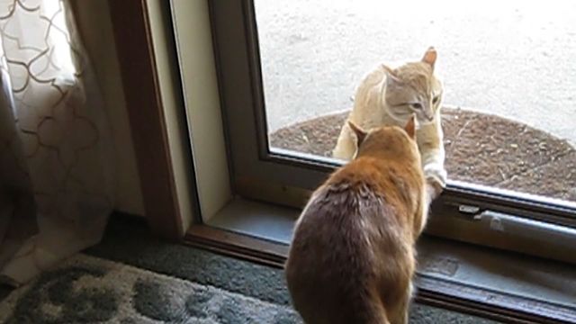 11 Cats You Don't Want To Mess With