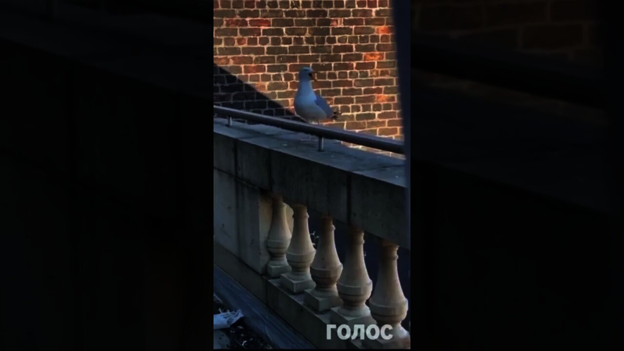 Undercover parrot? 🦜😂