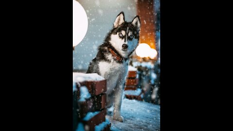 Love in the form of Siberian husck