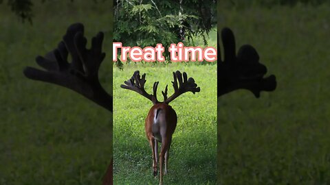 Monster bucks and oak trees! #whitetaildeer #deerfarming #deerfarm #deer #deerfarming