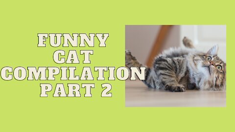 Funny CAT compilation | CATS will make you LAUGH YOUR HEAD OFF