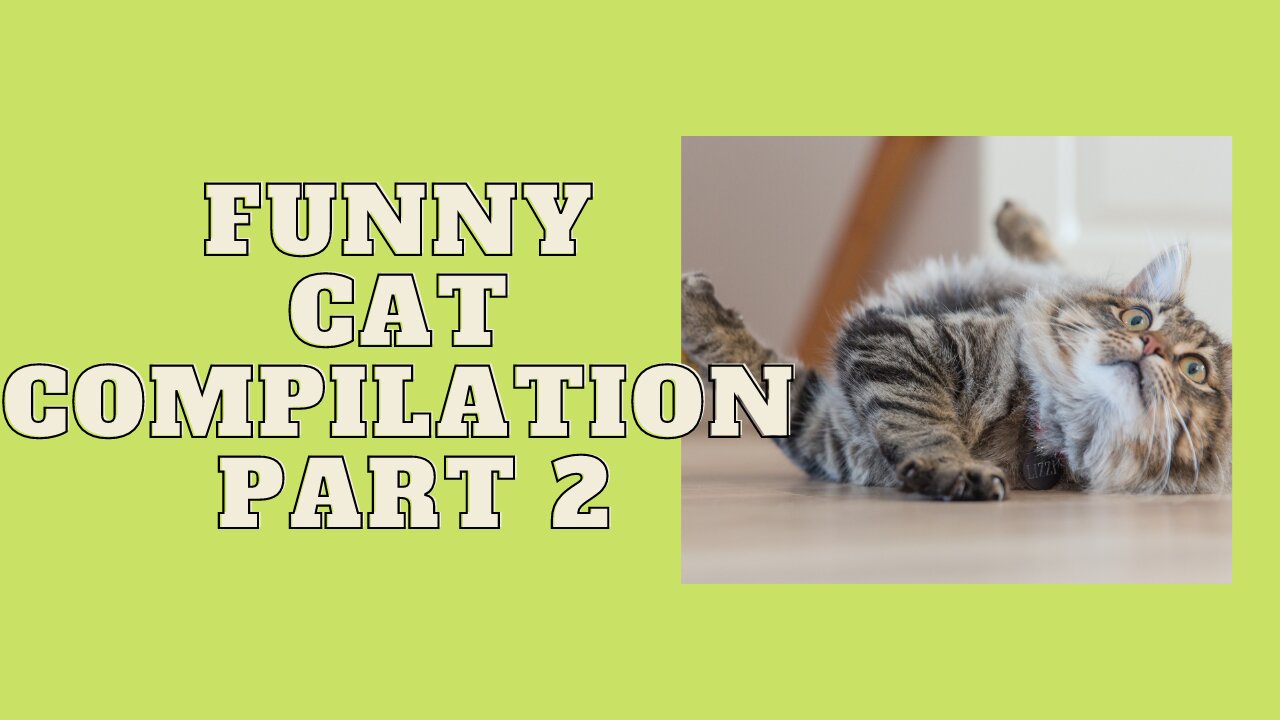 Funny CAT compilation | CATS will make you LAUGH YOUR HEAD OFF