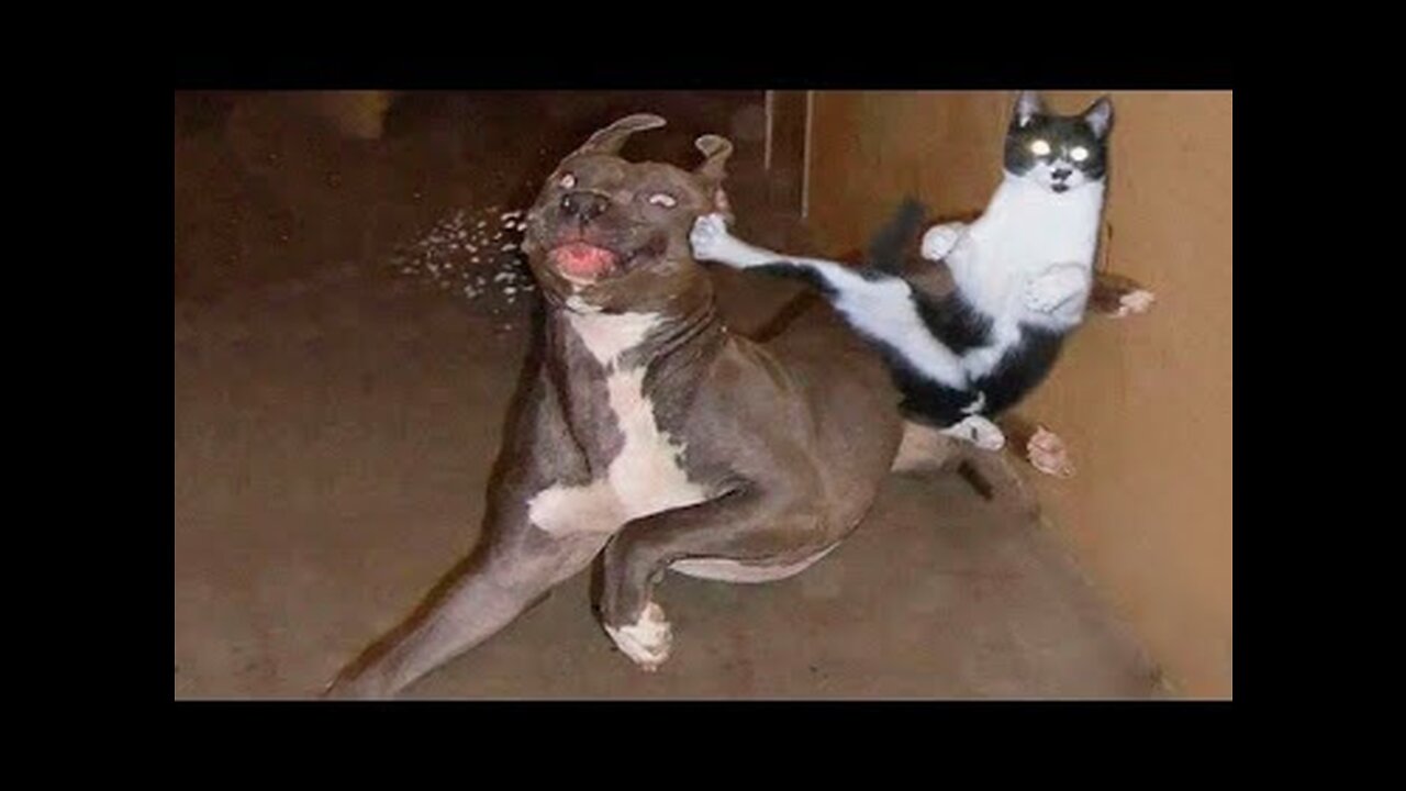 funny and dangerous fight between animal /Animal vs animals funny animal video