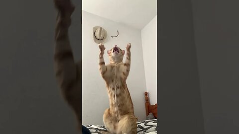 Almost A Great Catch 🙃 #cutecat