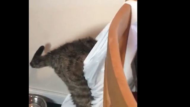 Funny Cat giving trouble again