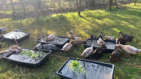 Breakfast Water Veggies for the Ducks