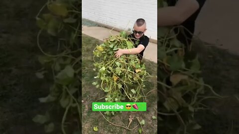 He put down the iPad and helped his mom in the garden 🌱🍠❤️ #shorts #viral #tiktok #trending