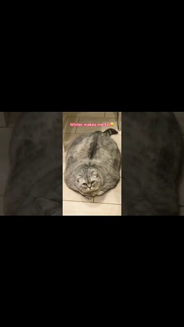 наши милые котики (2)