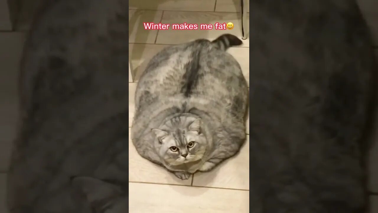 наши милые котики (2)