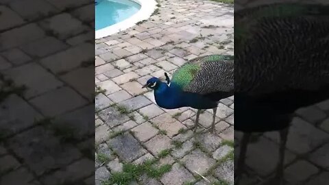 Cool peacock