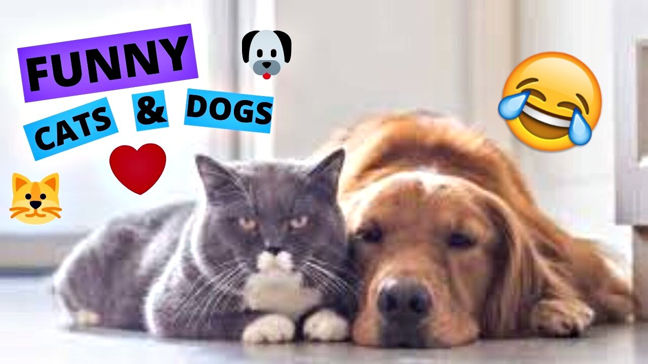 Funny Cat & Dog Videos compilation 2021