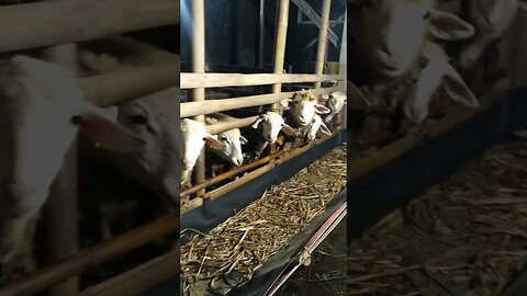 SELAMA MASIH ADA HARI IDUL QURBAN.. USAHA INI TIADA MATINYA.. #ternakdomba #ternakkambing