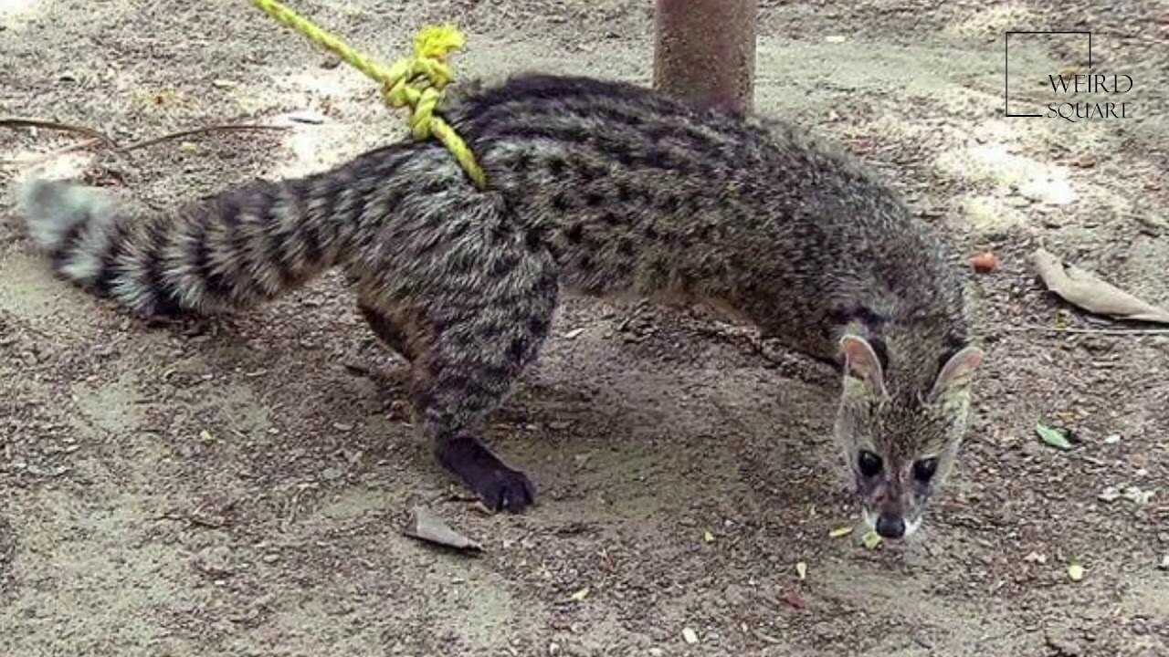 Interesting facts about civet cat by weird square